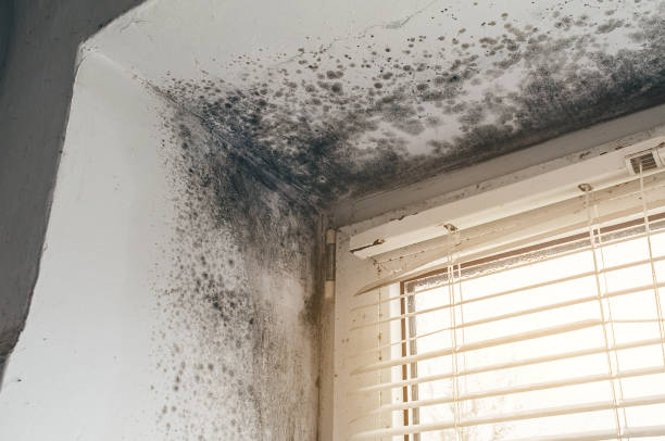 Affordable Mold Cleanup solutions in Anna, TX